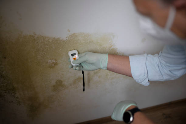 Best Professional Mold Removal  in Hokes Bluff, AL