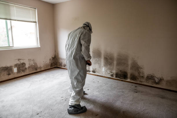 Best Residential Mold Removal  in Hokes Bluff, AL